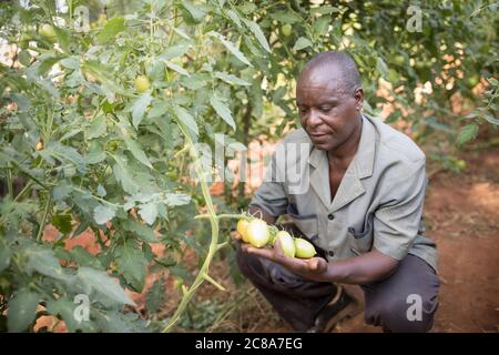 Un petit agriculteur mâle examine sa culture de tomate sur la vigne de sa ferme dans le comté de Makueni, Kenya, Afrique de l'est. Banque D'Images