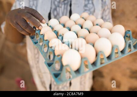 Un petit agriculteur mâle tient un plateau d'œufs dans sa ferme de poulet du comté de Makueni, au Kenya, en Afrique de l'est. Banque D'Images