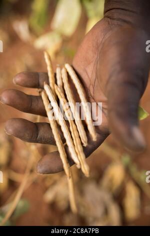Un agriculteur détient une poignée de haricots mungs fraîchement récoltés (ou gramme vert) dans le comté de Makueni, au Kenya, en Afrique de l'est. Banque D'Images