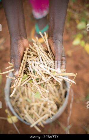 Un agriculteur détient une poignée de haricots mungs fraîchement récoltés (ou gramme vert) dans le comté de Makueni, au Kenya, en Afrique de l'est. Banque D'Images