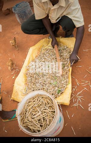 Le battage des haricots mung (ou gramme vert) est effectué avec un piquant par un bâton fort dans le comté de Makueni, Kenya, Afrique de l'est. Banque D'Images