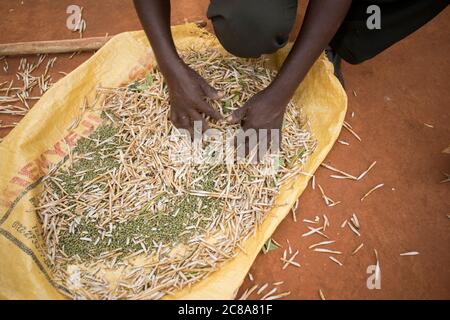 Le battage des haricots mung (ou gramme vert) est effectué avec un piquant par un bâton fort dans le comté de Makueni, Kenya, Afrique de l'est. Banque D'Images