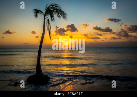 Lever du soleil sur la Riviera Maya, au Mexique, contre un palmier solitaire, le soleil se levant à l'horizon et de douces vagues de l'océan qui se déferlent sur une plage de sable blanc. Banque D'Images