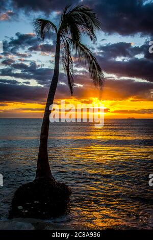 Lever du soleil sur la Riviera Maya, au Mexique, contre un palmier solitaire, le soleil se levant à l'horizon et de douces vagues de l'océan qui se déferlent sur une plage de sable blanc. Banque D'Images