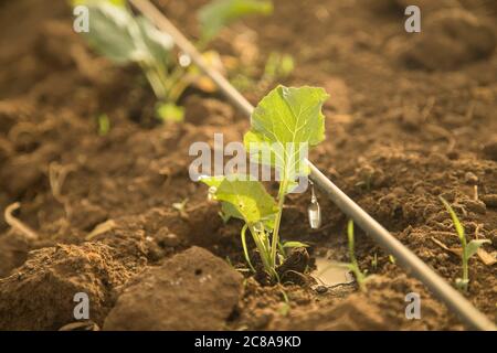 L'irrigation goutte à goutte est utilisée dans une serre où les légumes verts sont cultivés dans le comté de Makueni, au Kenya, en Afrique de l'est. Banque D'Images