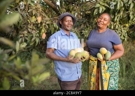 Une femme et un mari récoltent des mangues ensemble dans la ferme familiale du comté de Makueni, au Kenya, en Afrique de l'est. Banque D'Images