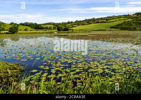 Lac ou étang couvert dans Lily pads rural Irlande Banque D'Images