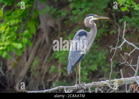 Grand héron bleu adulte coloré sur un arbre mort tombé, avec de beaux plumage et plumes bleu-gris brun, surplombant un lac. Banque D'Images