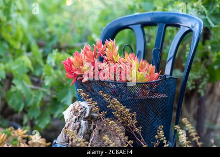 Idées de semoir réutilisées. Le panier métallique d'occasion se transforme en pot de fleurs de jardin. Jardin recyclé et style de vie peu gaspillez. Banque D'Images