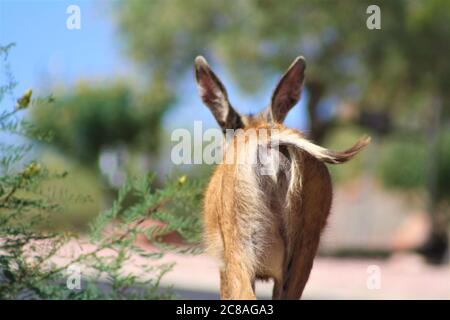 Gros plan arrière de Mule Deer Doe à pied avec Tail balançant dans le parc national de Zion, Utah Banque D'Images