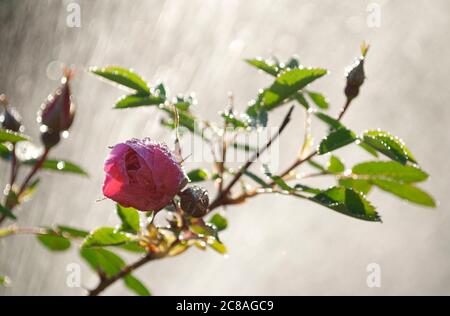 Abeille pollinisant Sweet Briar Rose Rosa rubiginosa dans le jardin après la pluie Banque D'Images
