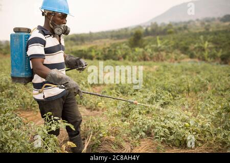 Un petit agriculteur pulvérise des pesticides de qualité dans son champ de tomates à partir d'un pulvérisateur à dos dans sa ferme du district de Rakai, en Ouganda, en Afrique de l'est. Banque D'Images