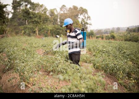 Un petit agriculteur pulvérise des pesticides de qualité dans son champ de tomates à partir d'un pulvérisateur à dos dans sa ferme du district de Rakai, en Ouganda, en Afrique de l'est. Banque D'Images