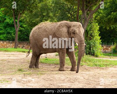 L'éléphant dans le zoo de Varsovie. Banque D'Images