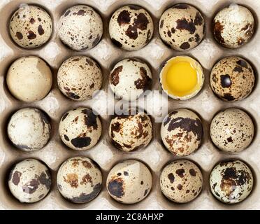 Caille oeufs en carton emballage sur une table en bois, texture Banque D'Images