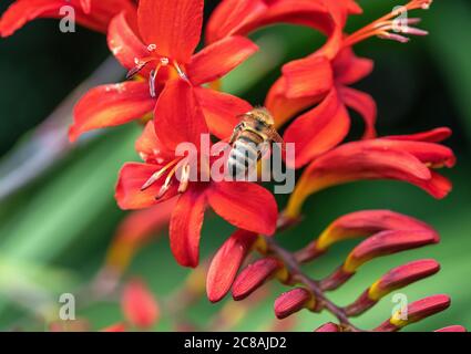 Une abeille collectant du pollen sur une fleur rouge vif de Crocosmia dans un jardin à Alsager Cheshire Angleterre Royaume-Uni Banque D'Images