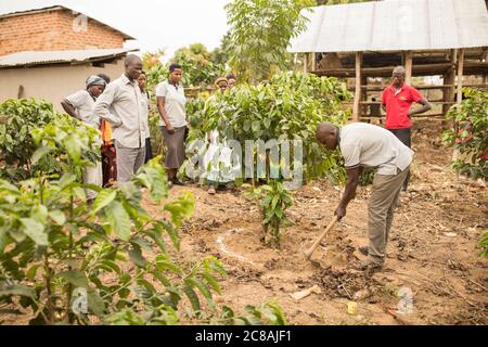 Un agent des services de vulgarisation agricole fait une démonstration aux petits exploitants agricoles sur une ferme de café dans le district de Masaka, en Ouganda, en Afrique de l'est. Banque D'Images