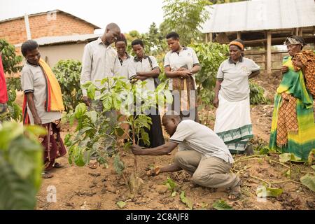 Un agent des services de vulgarisation agricole fait une démonstration aux petits exploitants agricoles sur une ferme de café dans le district de Masaka, en Ouganda, en Afrique de l'est. Banque D'Images