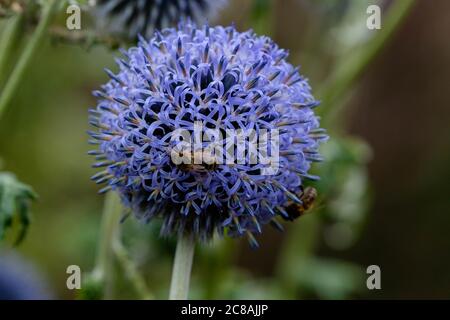 Abeilles sur les fleurs d'échinops. Banque D'Images