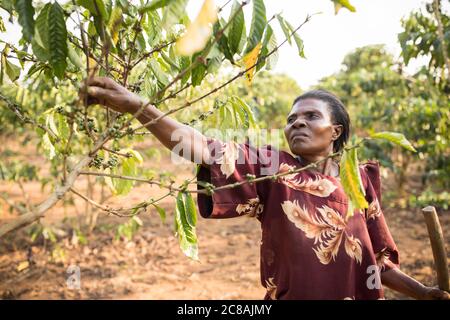 Un petit cultivateur de café cueille des cerises de café sur sa ferme dans le district de Rakai, en Ouganda, en Afrique de l'est. Banque D'Images