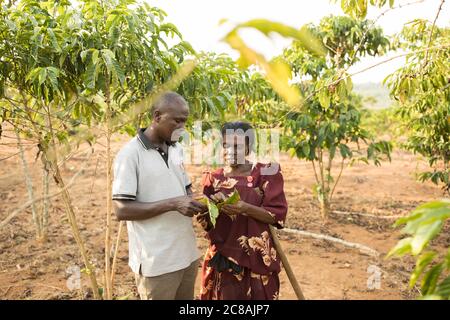 Un agent des services de vulgarisation agricole donne des conseils agricoles à une petite productrice de café dans le district de Masaka, en Ouganda, en Afrique de l'est. Banque D'Images