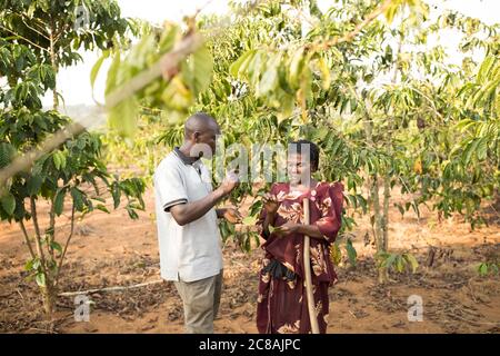 Un agent des services de vulgarisation agricole donne des conseils agricoles à une petite productrice de café dans le district de Masaka, en Ouganda, en Afrique de l'est. Banque D'Images