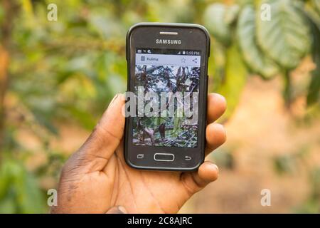 Les téléphones intelligents avec l'application Kulima (« à la ferme ») aident les agriculteurs à augmenter la production, à diagnostiquer les maladies des cultures et à accéder aux marchés - Ouganda, Afrique. Banque D'Images