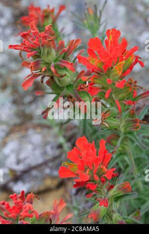 Fleur de pinceau indien à Cabrillo National Monument,San Diego,Californie,Etats-Unis,Amérique du Nord Banque D'Images