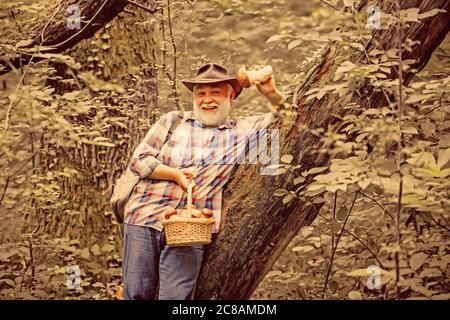 Vieux marcheur. Grand-père pensionné. Randonnée senior en forêt. Été et loisirs. Grand-père cueillez des champignons dans la forêt d'été. Retraite. Banque D'Images