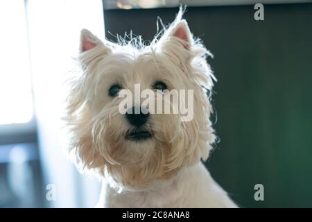 Un chien mignon qui vous regarde directement. Banque D'Images