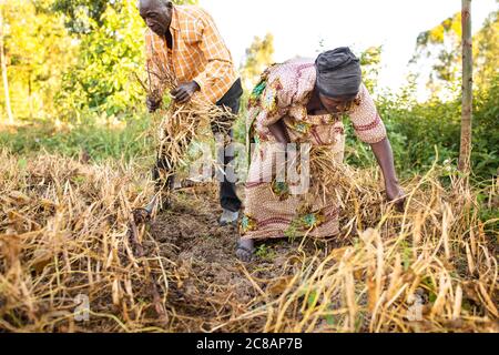 Un mari et une femme travaillent ensemble pour récolter leurs haricots ensemble sur leur ferme dans le district de Lyantonde, en Ouganda, en Afrique de l'est. Banque D'Images