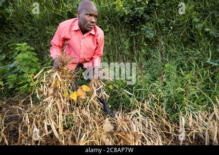 Un jeune agriculteur de petite taille récolte des gousses de haricots dans sa ferme du district de Lyantonde, en Ouganda, en Afrique de l'est. Banque D'Images