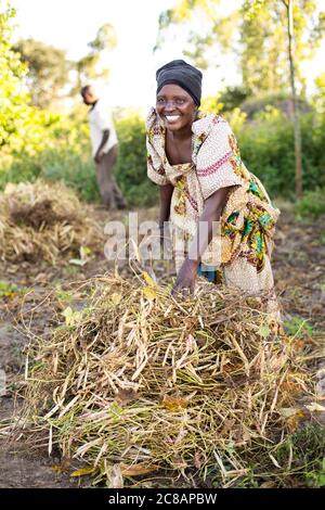 Une petite agricultrice rassemble des gousses de haricots de sa ferme dans le district rural de Lyantonde, en Ouganda, en Afrique de l'est. Banque D'Images