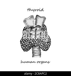 Structure et parties de la thyroïde. Icône dessinée à la main isolée sur fond blanc organes internes humains dessin style conception pour projet médical Illustration de Vecteur