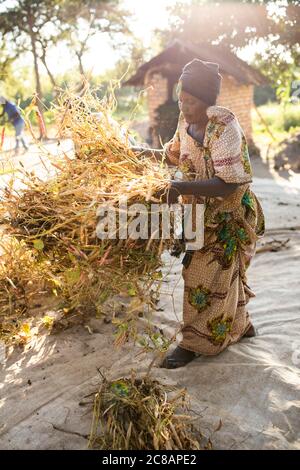 Une femme paysanne répand sa récolte de haricots frais pour sécher au soleil du matin avant de les retirer de leurs gousses dans le district de Lyantonde, en Ouganda. Banque D'Images