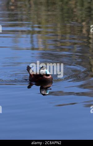 Le canard à la dérive coloré avec son bec bleu vif reflète clairement l'eau récupérée des marais Sweetwater de Tucson Banque D'Images
