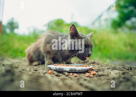Le chat sans abri mange de la nourriture sèche à plat dans la rue. Gros plan sur les chats errants qui mangent des aliments utiles pour animaux de compagnie. Concept de soin des animaux. Banque D'Images