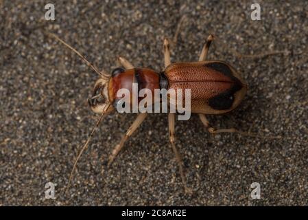 Phaeoxantha klugii, la xanthine Tiger Beetle de Klug, une espèce impressionnante de dendroctone du tigre trouvée dans le bassin amazonien de l'Amérique du Sud. Banque D'Images