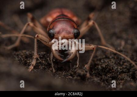 Phaeoxantha klugii, la xanthine Tiger Beetle de Klug, une espèce impressionnante de dendroctone du tigre trouvée dans le bassin amazonien de l'Amérique du Sud. Banque D'Images