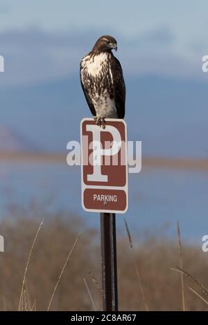 Juxtaposition humoristique de faucon à queue rouge sur le panneau DE STATIONNEMENT le long de la route de la visite en voiture de la réserve naturelle nationale de Lower Klamath en Californie Banque D'Images