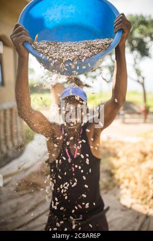Un petit agriculteur mâle innovent sa récolte de haricots fraîchement moissonnée en laissant le vent souffler la balle tandis que les haricots tombent au sol - Ouganda. Banque D'Images