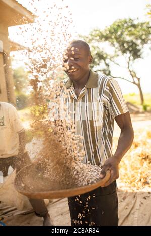 Un petit agriculteur mâle innovent sa récolte de haricots fraîchement moissonnée en laissant le vent souffler la balle tandis que les haricots tombent dans le panier - Ouganda. Banque D'Images