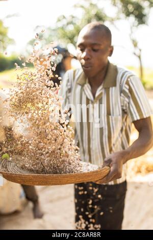 Un petit agriculteur mâle innovent sa récolte de haricots fraîchement moissonnée en laissant le vent souffler la balle tandis que les haricots tombent dans le panier - Ouganda. Banque D'Images
