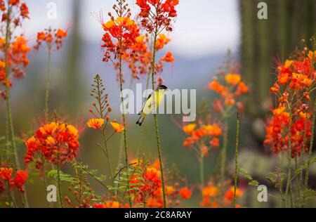 Beauté du désert révélée avec moins de goldfinch perchée dans Peacock Flowers avec le fond suggestif de bokeh de cactus saguaro, le mésense, et les montagnes Banque D'Images