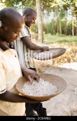 Les petits exploitants vinilent leur récolte de haricots fraîchement moissonnée en laissant le vent souffler la balle tandis que les haricots tombent dans le panier - Ouganda, Afrique. Banque D'Images