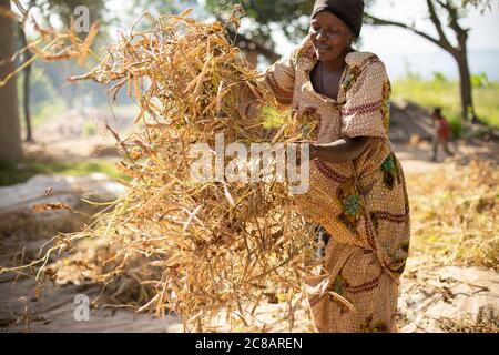 Une femme paysanne répand sa récolte de haricots frais pour sécher au soleil du matin avant de les retirer de leurs gousses dans le district de Lyantonde, en Ouganda. Banque D'Images