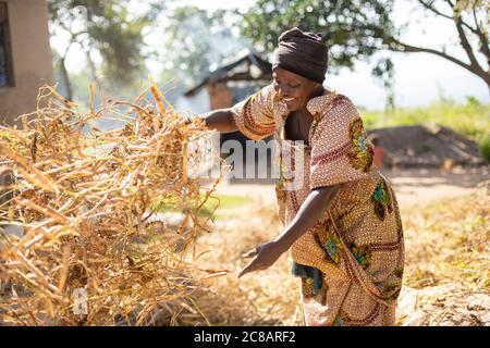 Une femme paysanne répand sa récolte de haricots frais pour sécher au soleil du matin avant de les retirer de leurs gousses dans le district de Lyantonde, en Ouganda. Banque D'Images