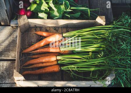 Carottes fraîches sur fond rustique sombre. Concept de marché agricole local Banque D'Images