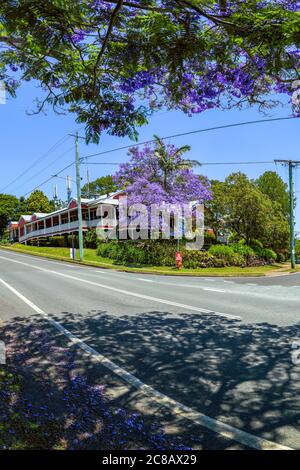 Mapleton Hotel et Jacaranda arbres en fleur. Banque D'Images