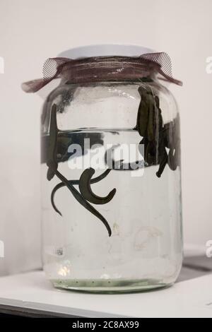 Bocal rempli de sangsues nageant dans l'eau, prêt pour un traitement médical de sang. Partie de la famille hirudinea, c'est un invertébré d'eau et des paras Banque D'Images